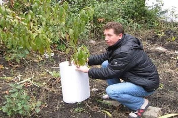 Как укрыть черешню на зиму. Укрытие персика на зиму. утеплить саженцы. укрытие вишни на зиму. укрываем саженцы вишни на зиму.