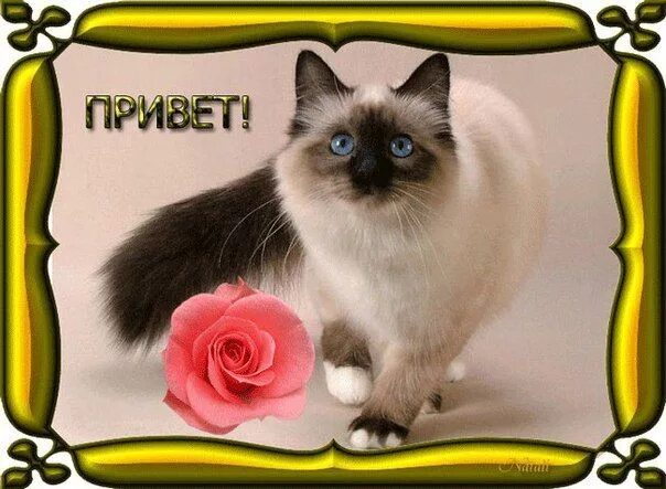 Привет посмотришь на него. Открытки привет. привет котик. красивые открытки с котиками. приветики с кошками.