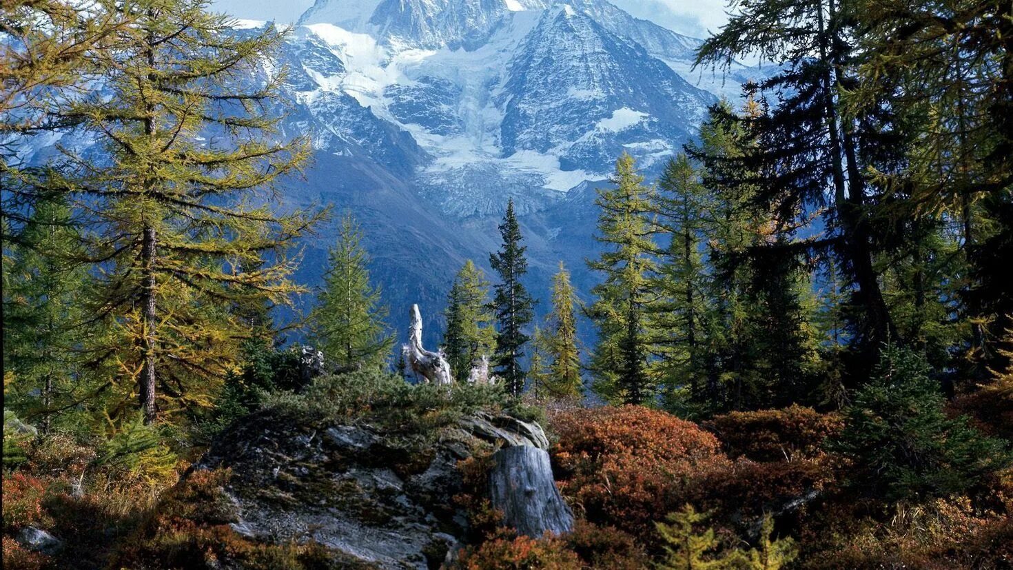 Ергаки природный парк. Тайга (хвойные леса) в питере. Национальный парк маунт-рейнир. Леса 5 вершин. Лес на склоне горы.