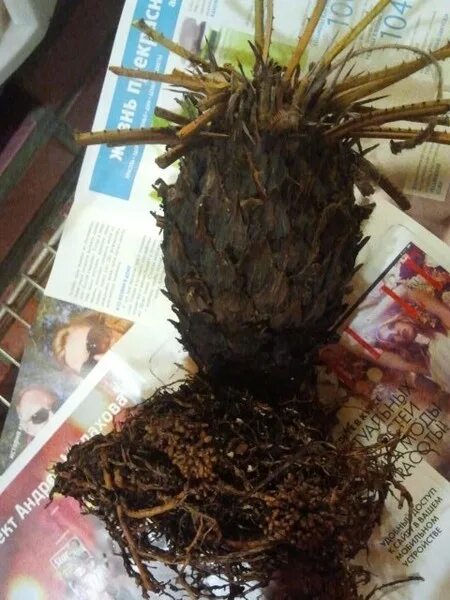 Опали листья и осталось стволов бесхитростная. Опали листья и осталось стволов бесхитростная. Синтаксический разбор предложения листья. Опали листья и осталось стволов бесхитростная. Фикус с обрезанным стволом.