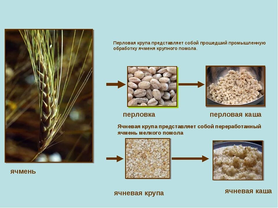 Ячмень ячневая крупа перловка. Перловая крупа растение. Перловая крупа зерновая культура. Ячневая крупа это перловка. Из чего делают ячневую кашу