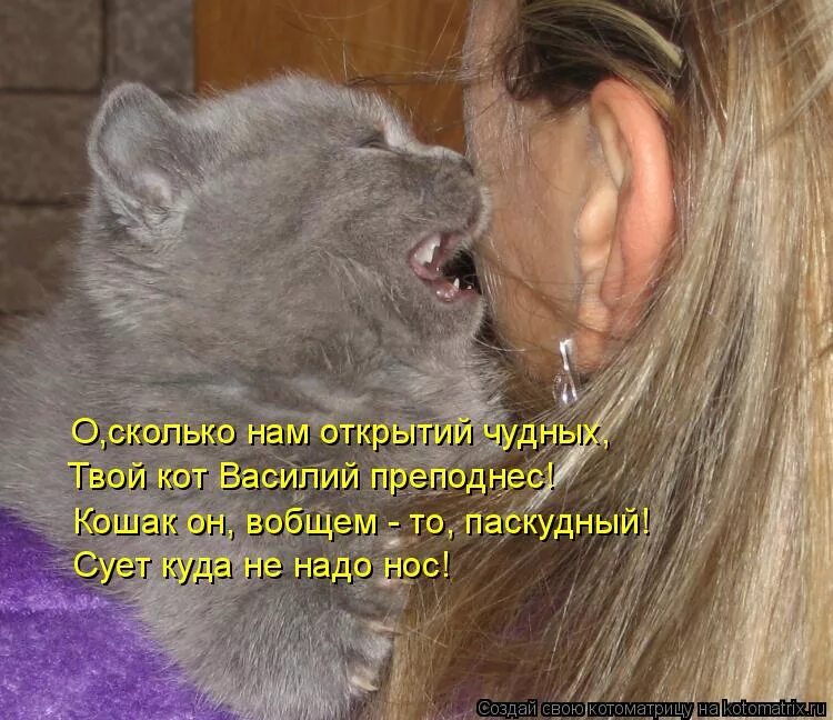 Почему коты молчат. Шутки про животных. Мамы с котами с надписями. Кот юмор. Шепчет на ухо животные.