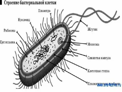 Бактерия неодушевленное