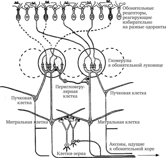 Корковый центр обонятельного анализатора. Обонятельный анализатор физиология схема. Проводниковый отдел обонятельного анализатора схема. Нейроны обонятельного анализатора. Обонятельный мозг схема.