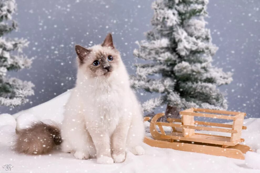 Снежок пк. Зимние котики. Пушистый снег. Пушистая зима. Снежные коты.