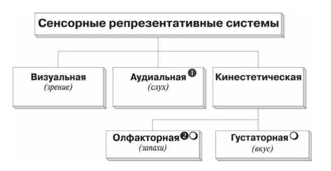 Репрезентативные системы восприятия. Сенсорные репрезентативные системы. Репрезентативные системы НЛП. Виды репрезентативных систем. Понятие репрезентативных систем.