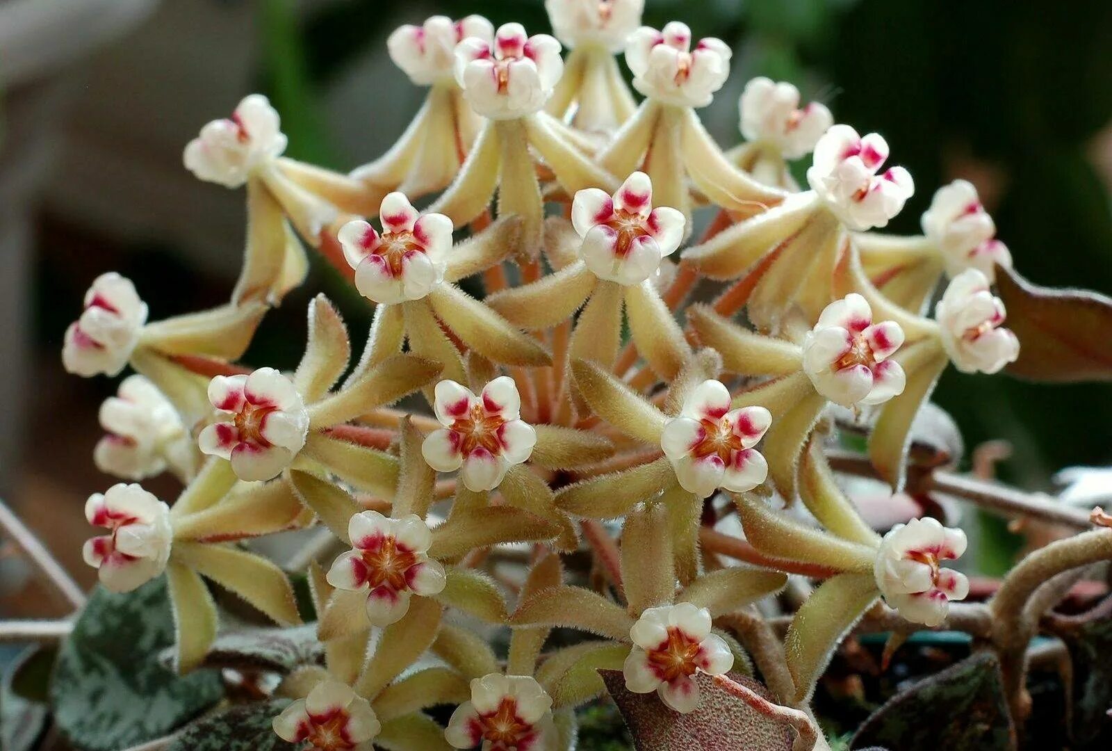 Хойя куртиси. Hoya curtisii/Хойя куртиси. Хойя curtisii Silver Splash. Hoya curtisii Splash.