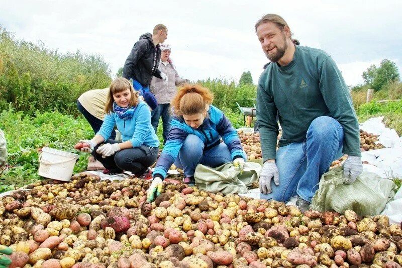 Сбор урожая. Сбор урожая в огороде. Собираем урожай. Сбор урожая для детей.