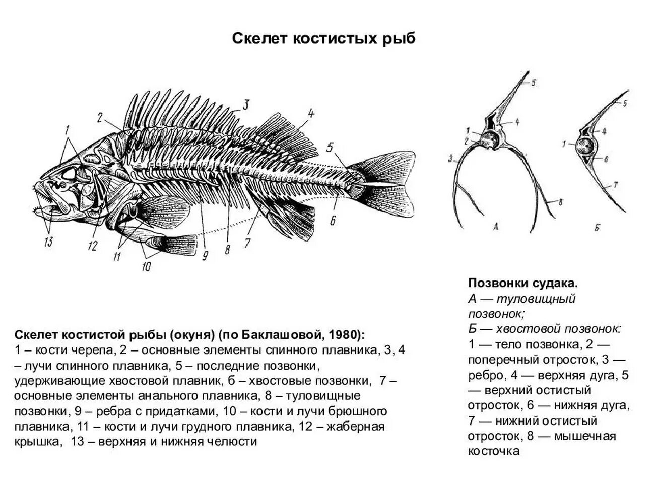 Скелет костистой рыбы окуня. Строение скелета рыбы схема. Осевой скелет речного окуня. Строение скелета окуня. Позвоночник неподвижно соединен с черепом у рыб