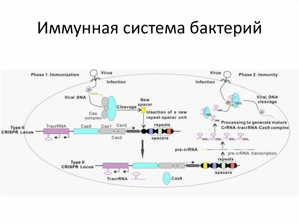 Иммунная система бактерий. Иммунная система бактерий CRISPR. CRISPR CAS система бактерий. CRISPR cas9 технология. Микробиология CRISPR/CAS системы бактерий.