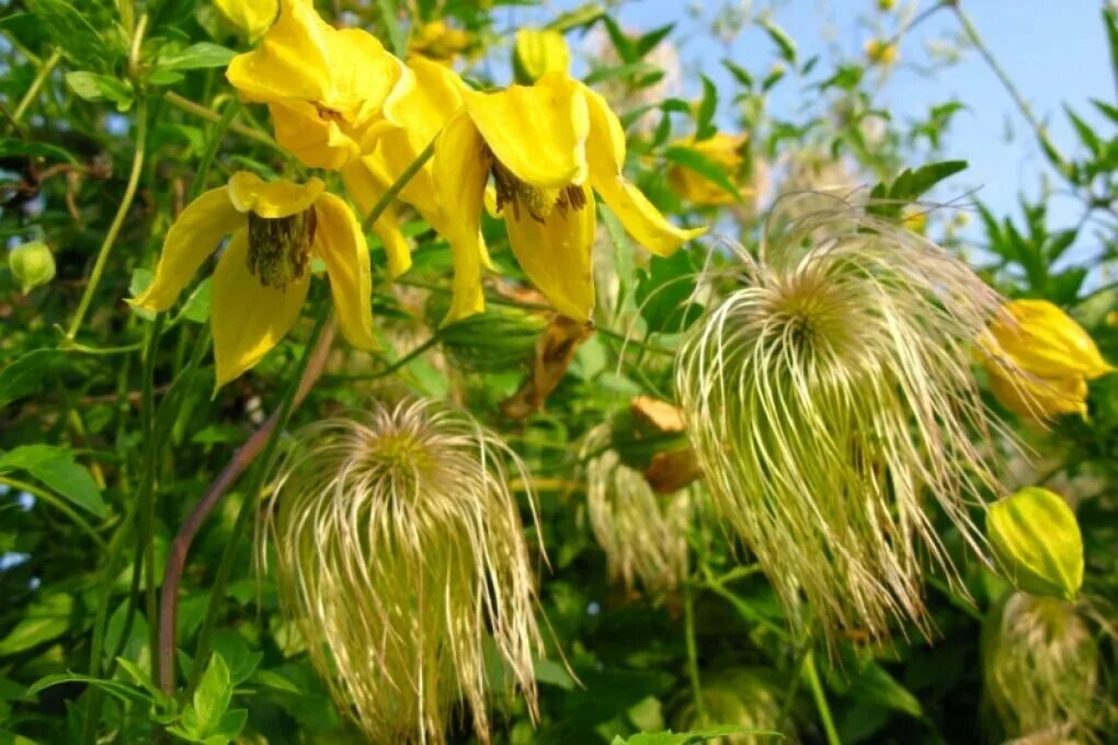 Клематис тангутский (clematis tangutica). Клематис тангутский. Клематис тангутский aureolin. Клематис тангутский. Клематис тангутский китайские фонарики.