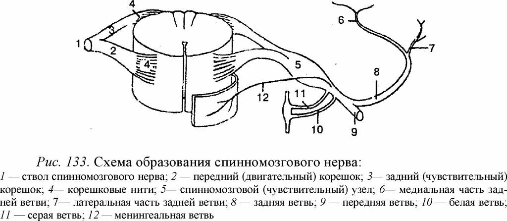 Дано схематическое изображение спинного мозга