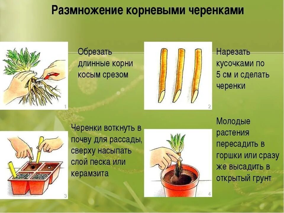 Размножение растений корневыми черенками. Вегетативное корневыми черенками. Способ размножения растений черенкование. Способ вегетативного размножения растений корневищами. Вегетативное размножение последовательность действий