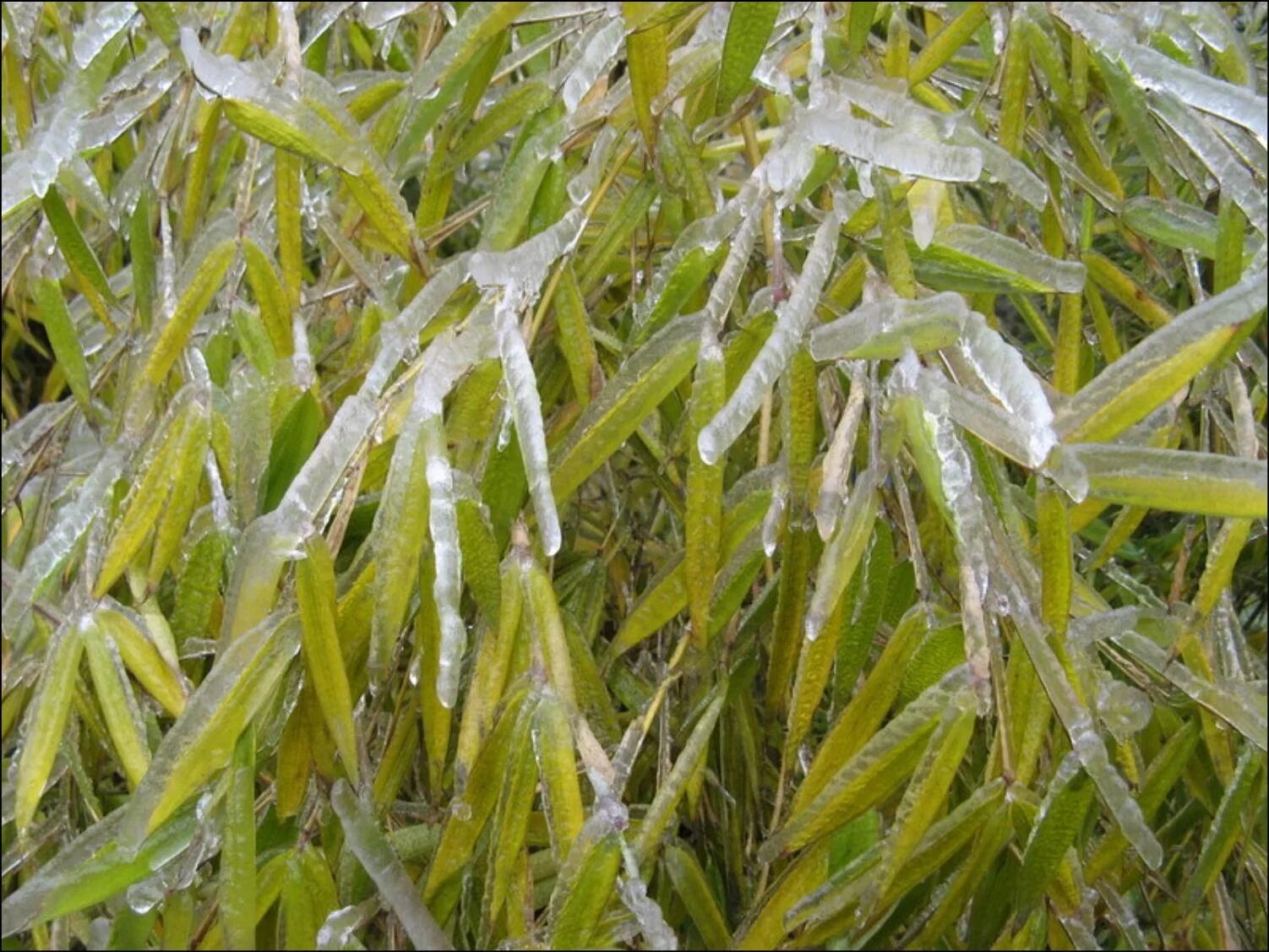 Ice rain. Ледяной дождь. Weed in Ice Rain. Картинки на рабочий стол ледяной дождь. Rain Rice xromokey.