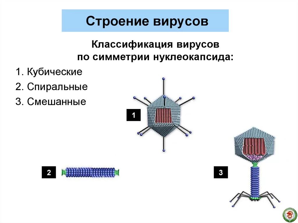 Вирусы строение значение. Вирусы простые и сложные схема. Классификация и строение вирусов микробиология. Строение и функции вирусов биология. Классификация вирусов их строение.