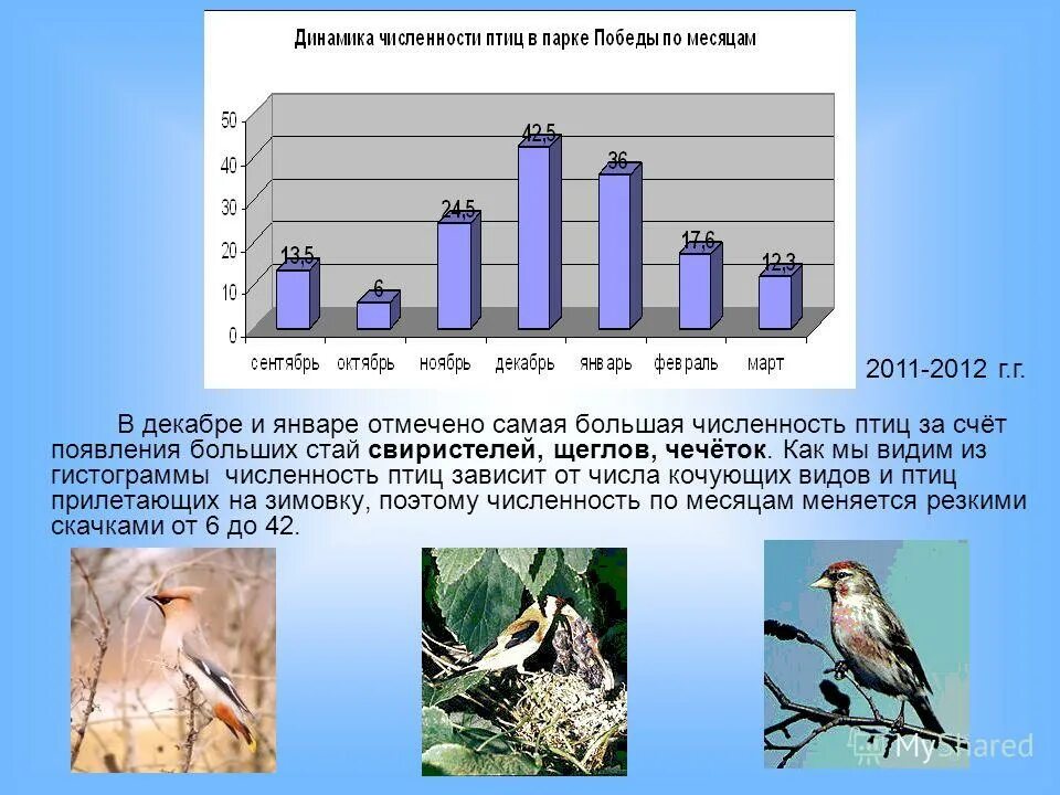 численность птиц синегорье серые. какая численность птиц. сезонная динамика численности птиц. какая численность птиц. какая численность птиц.