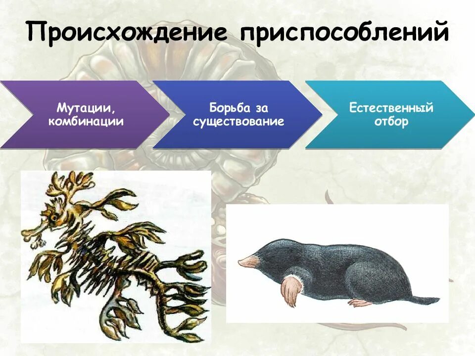 Определите по рисунку направления эволюции обоснуйте свой. Возникновение приспособленности. Направления эволюции. Происхождение приспособлений. Направления эволюции презентация.