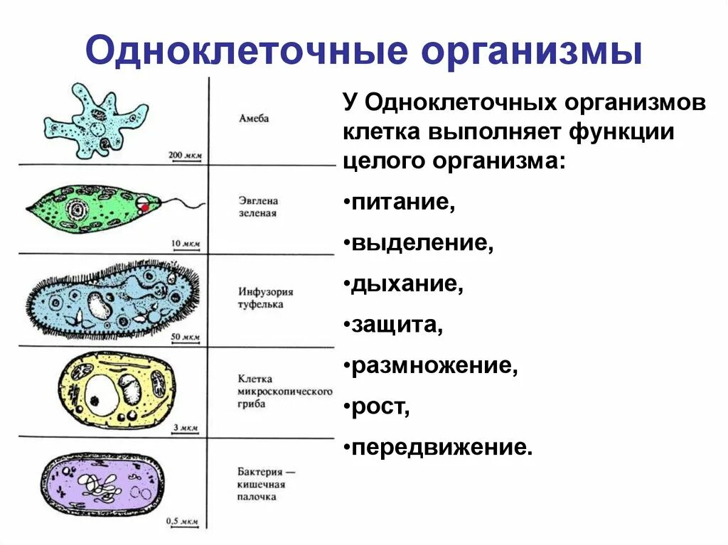 Жизненные функции клеток