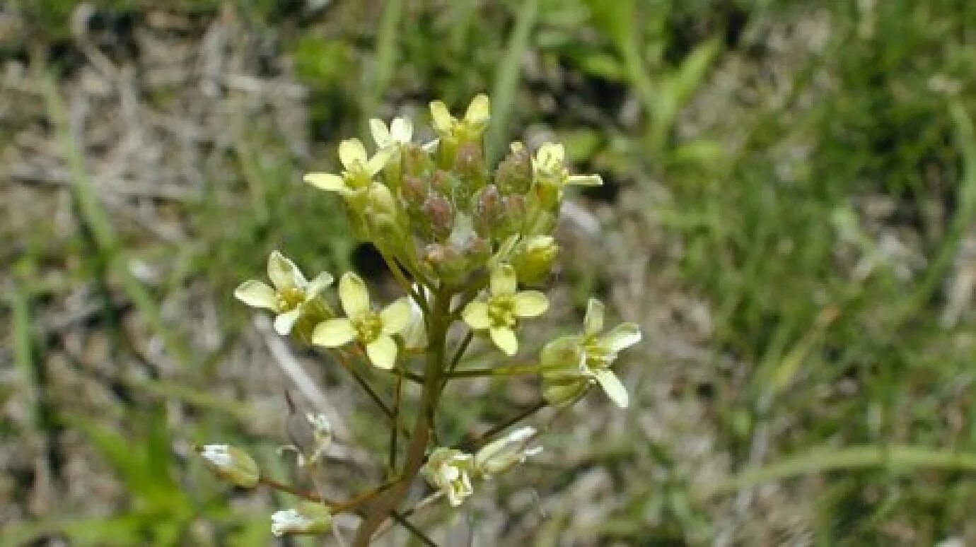 Camelina Рыжик. Рыжика посевного (Camelina Sativa),. Рыжик крестоцветные. Рыжик масличная культура.