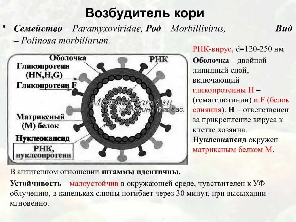 Корь происхождение. РНК-вирус рода морбилливирусов семейства парамиксовирусов. Строение вириона кори. Корь строение вируса. Возбудитель кори морфология.