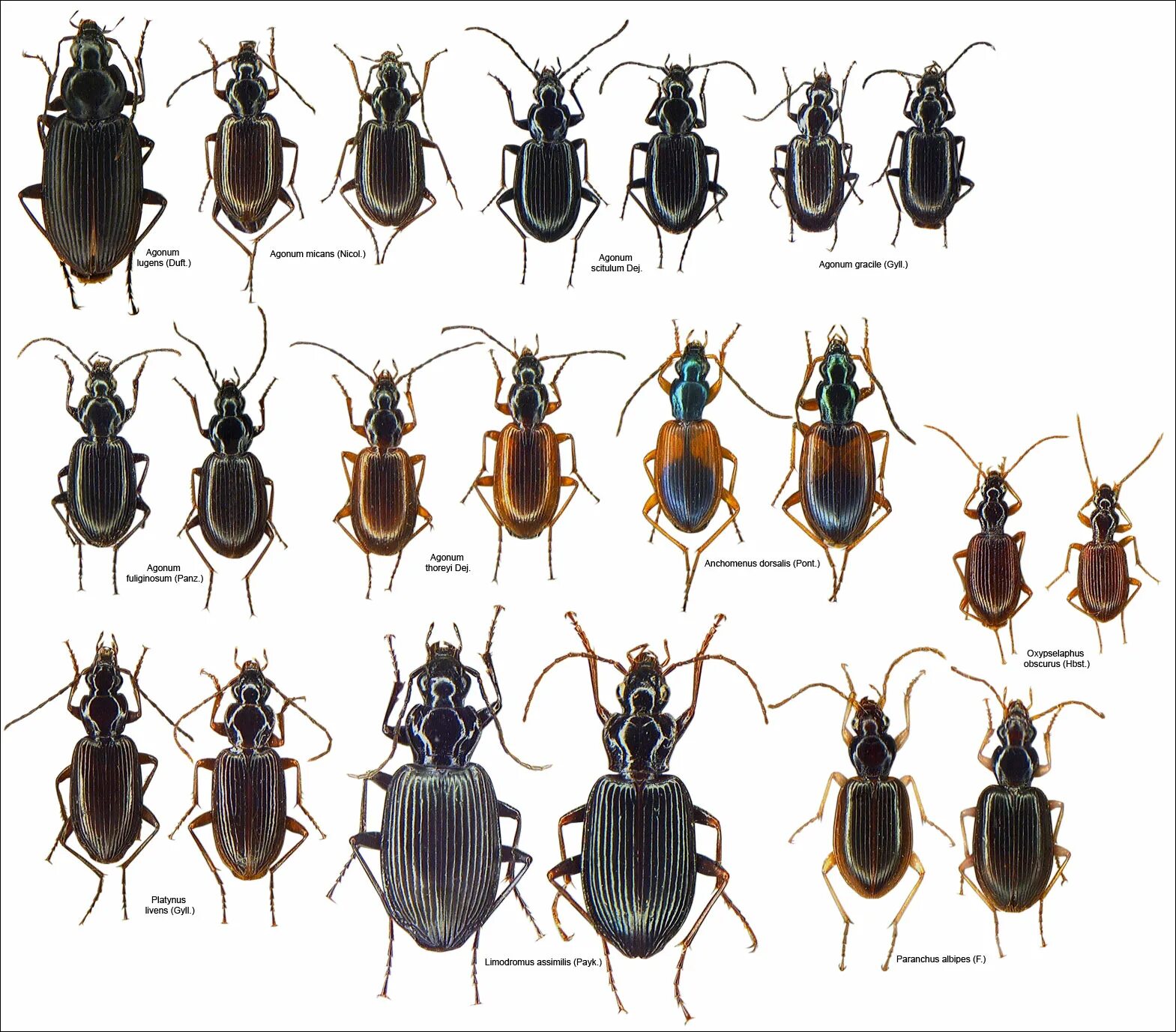 Название 1 жуков. Carabidae Жук. Атлас определитель жуки. Определитель Жуков Московской области. Жуки Подмосковья.