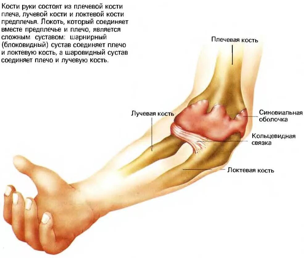 Лучевая кость на руке анатомия. Сустав лучевой и локтевой кости. Лучевая локтевая кость на человеке. Лучевая кость сочленения. Болят лучевые кости почему