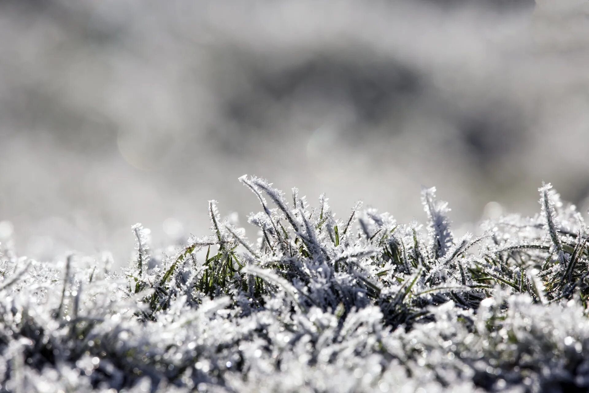 Зачем земле снег. Растения под снегом. Заснеженная трава. Снег на траве. Зимний газон.