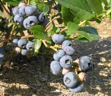 Голубика садовая взрослый куст