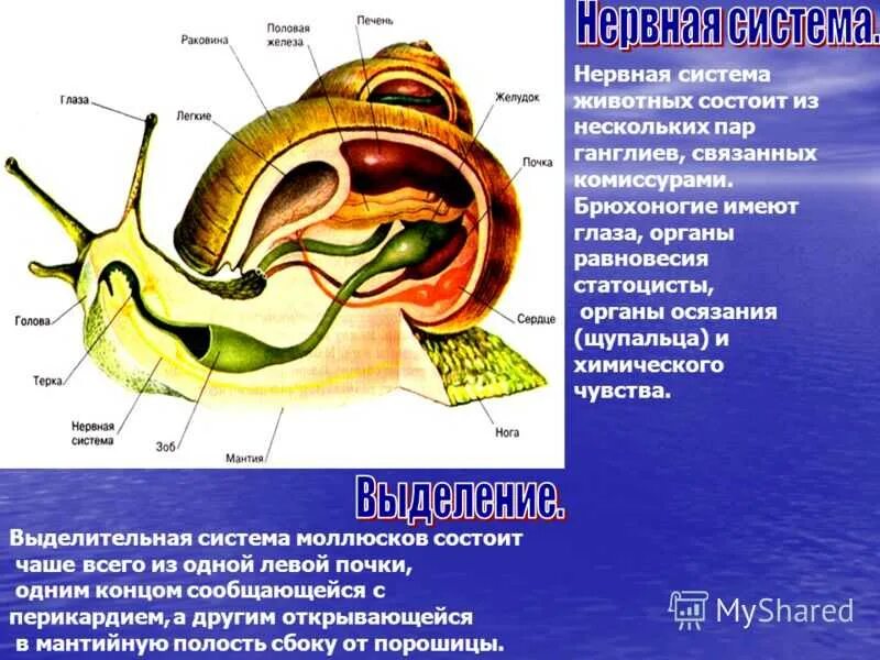 Виноградная улитка имеет мантийную полость. Строение улитки выделительная система. Тип моллюски класс брюхоногие системы органов. Виноградная улитка строение выделительной системы. Пищевая система брюхоногих моллюсков.