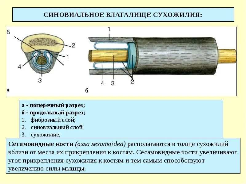 Какую функцию выполняют сухожилия. Какую функцию выполняют сухожилия
