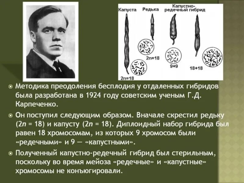 Карпеченко капустно редечный гибрид. Карпеченко полиплоидия. ГД Карпеченко.