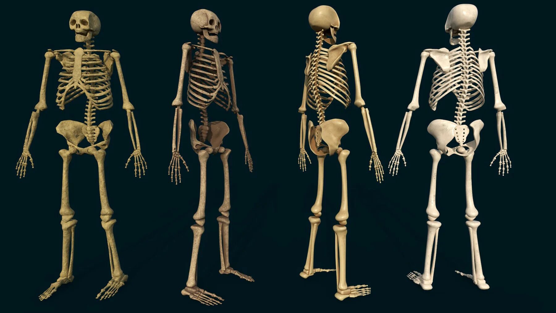 Скелет сборный. Скелет человека рисунок. Скелет человека Maya.