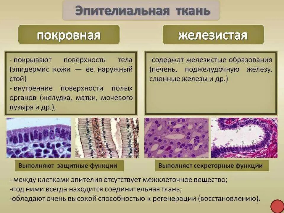 Группа клеток организма выполняющих