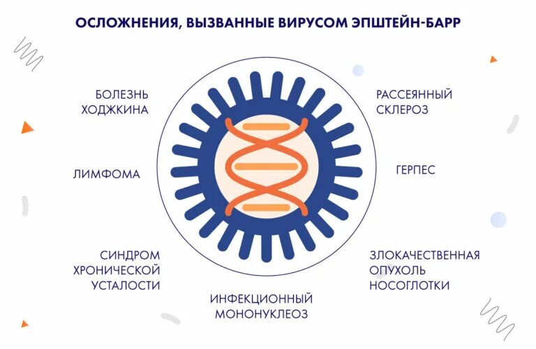 Вирус эпштейн барра 4 типа. Вирус эпштейна-барра строение вируса. вэб вирус эпштейна барр. строение вируса эпштейна-барр. строене вируса эпштенйна брар.