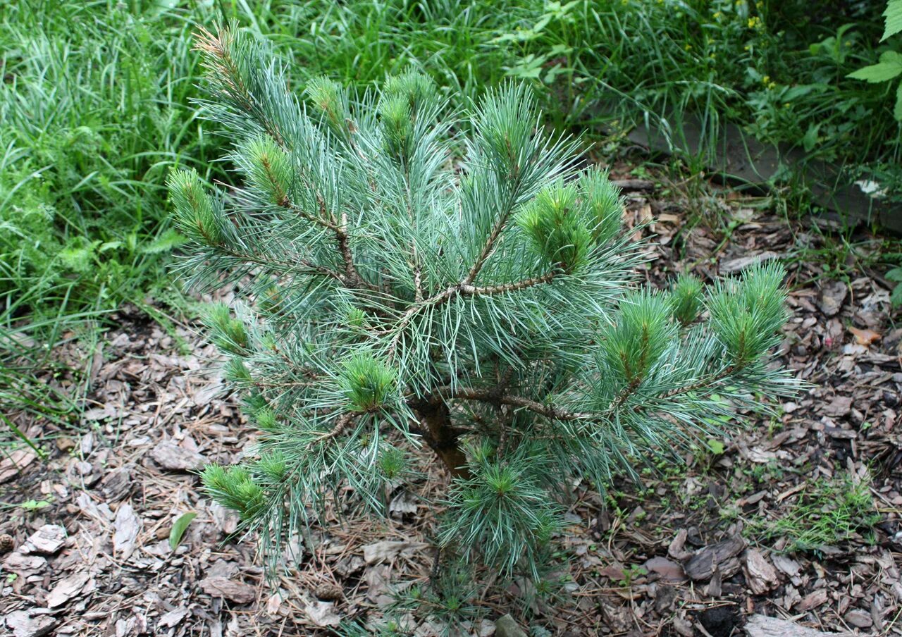 сосна обыкновенная отдел. сосна обыкновенная ватерери. сосна обыкновенная (pinus sylvestris) побеги. сосна обыкновенная отдел. сосна pinus sylvestris beuvronensis.