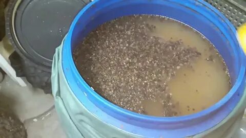 Виноградная брага для самогона рецепт