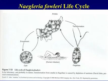 Амеба naegleria