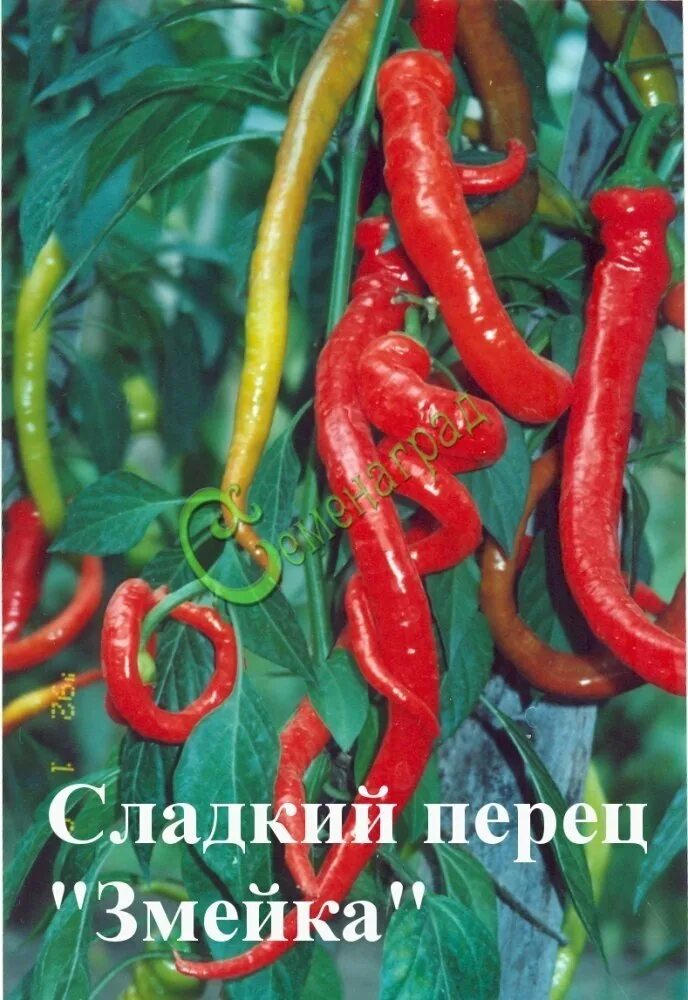 Перец сорт питон. Перец сладкий питон. перец змейка сладкий.