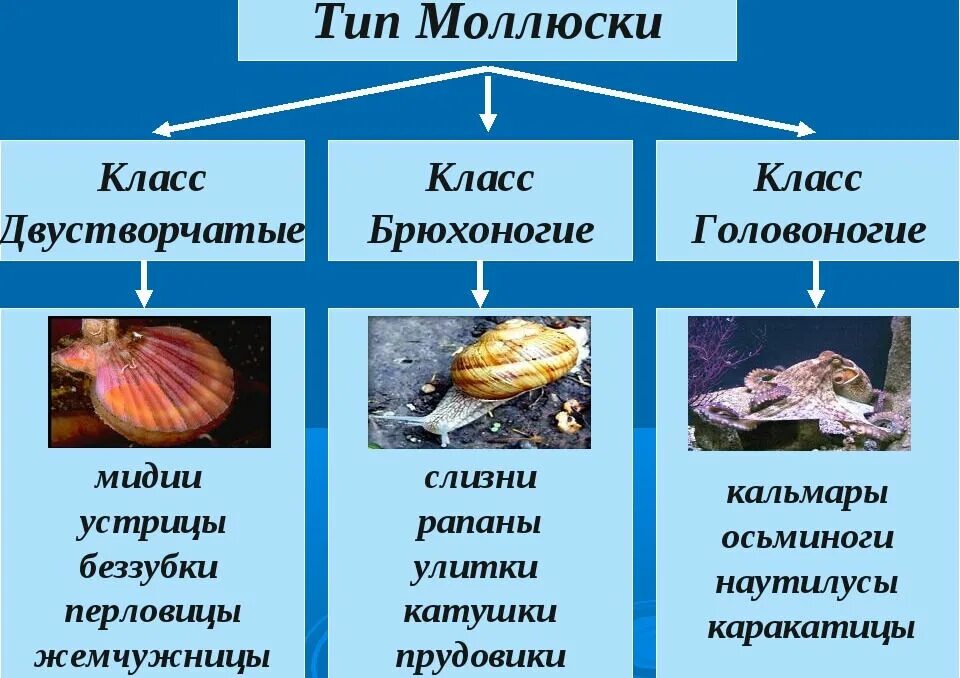 строение тела моллюсков класс брюхоногие. строение тела моллюсков класс брюхоногие. мантия у брюхоногих. брюхоногие строение тела. брюхоногие строение.