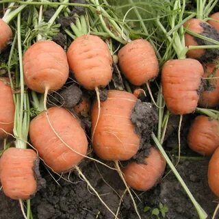 Каротель