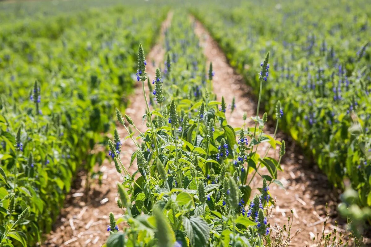 Harvest plants. Salvia hispanica чиа. Семена чиа шалфей. Шалфей испанский чиа. Семена шалфея испанского.