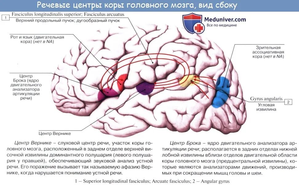 Корковый конец двигательного анализатора устной речи. Соматосенсорная система. Корковые концы анализаторов речи. Схема корковых концов анализаторов. Корковые центры коры головного мозга.