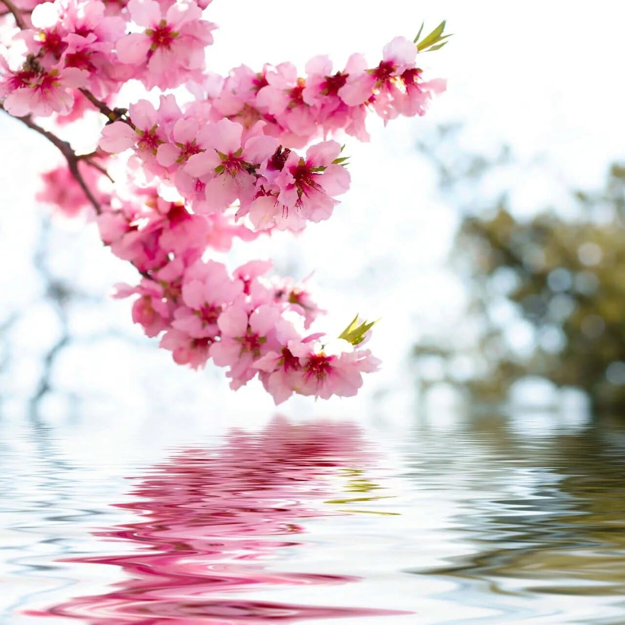 Сакура вода. Ветка Сакуры. Цветущая Сакура. Ветка Сакуры над водой. Цветущие деревья у воды.