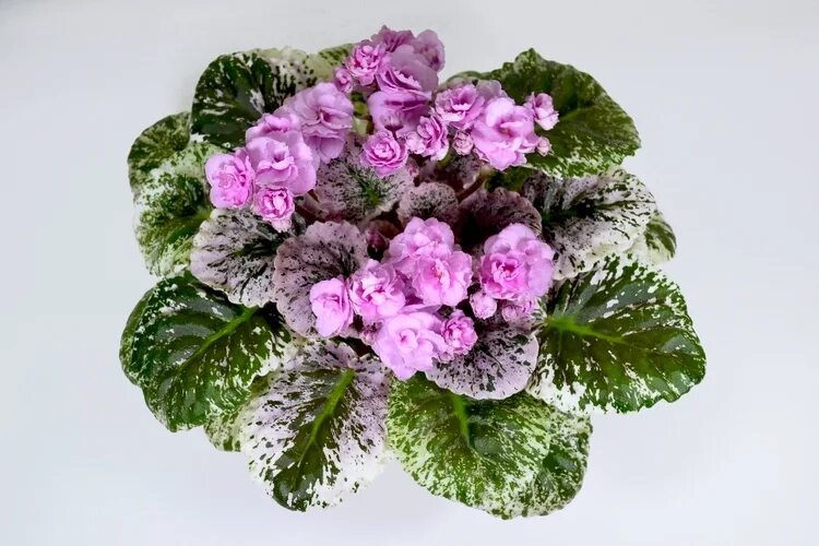 African Violet Cajun's Roses Anyone pair of leaves Plants & Seedlings perfecto-p