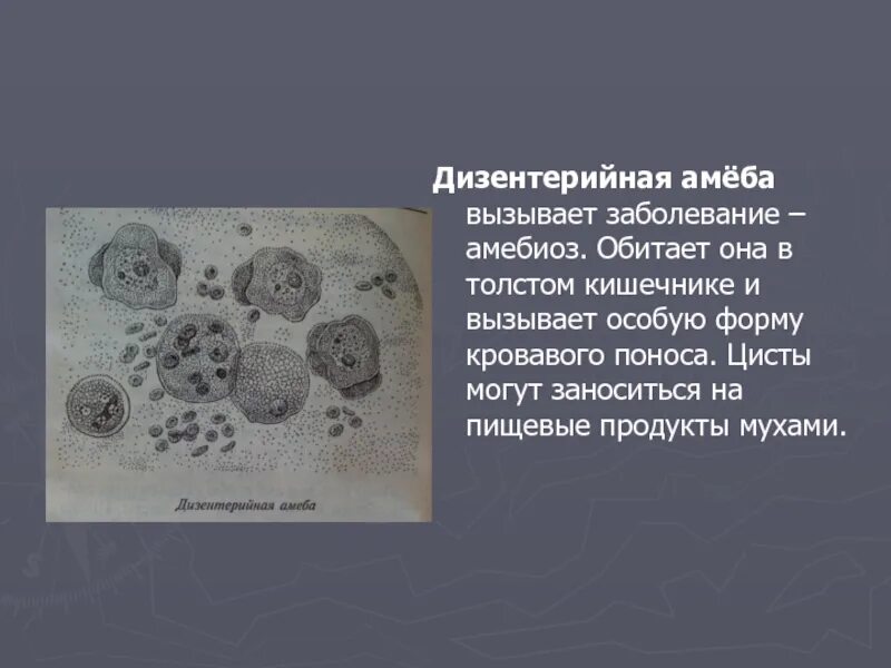 Заболевание вызванное амебами. Дизентерийная амеба. Циста дзентерийной амёбы. Заболевание вызванное амебами. Бессимптомный амебиаз.