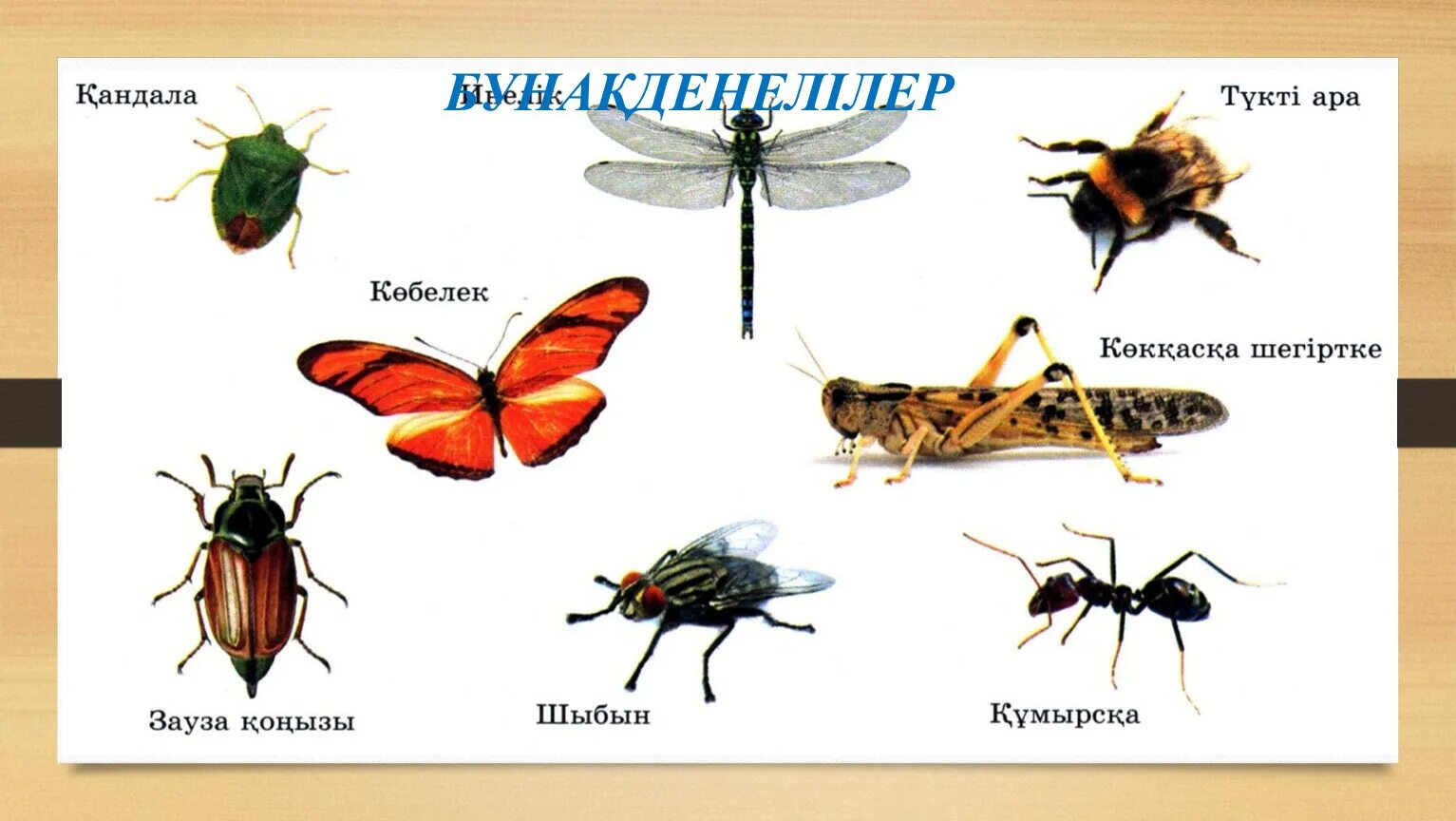Бунақденелілер қалай дамиды жаратылыстану 4 сынып. Метаморфоз. Бунақденелілер қалай дамиды жаратылыстану 4 сынып. Бунақденелілер қалай дамиды жаратылыстану 4 сынып. Бунақденелілер.