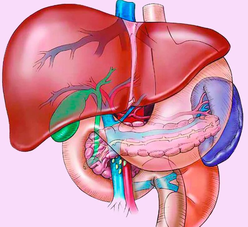 Печень орган в организме. Анатомия человека органы печень. Селезенка анатомия человека. Анатомия гепатобилиарной системы.
