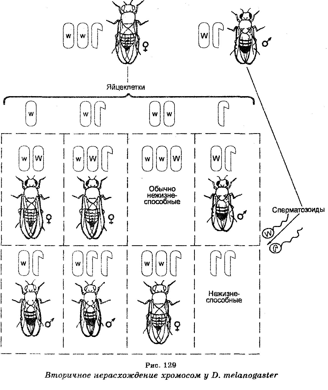 Первичное нерасхождение хромосом у дрозофилы. Наследование признаков при первичном нерасхождении хромосом. Наследование при нерасхождении половых хромосом. Первичное нерасхождение хромосом схема.