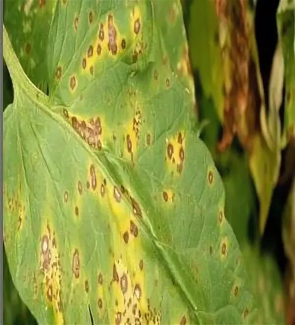 Soybean Diseases and Pests, Description, Uses, Propagation