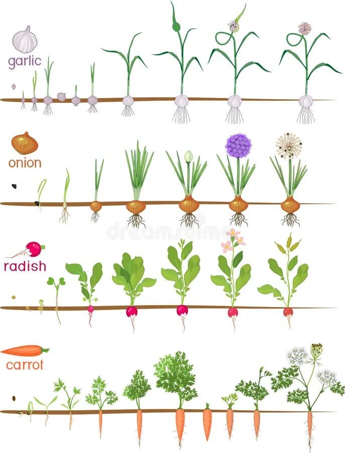 Жизненный цикл овощных растений по маркову. Этапы роста чеснока. Фазы роста чеснока. Стадии роста овощей.